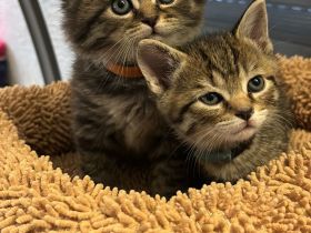 BKH Kätzchen bald abgabebereit - wunderschöne Kittens