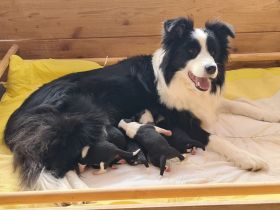 Border Collie Welpen mit VDH Ahnentafeln