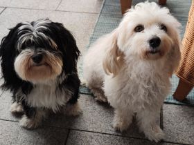 Süße Havaneser Babys