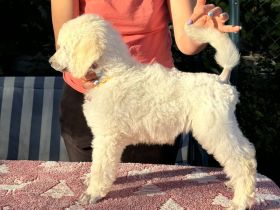 Großpudel (weiß) Mädchen