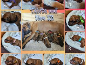 Rhodesian Ridgeback Welpen