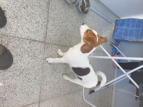 Jack Russel Terrier Welpe ( 4 Monate ) Tyson