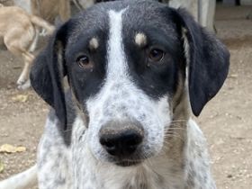 Benja, geb. ca. 05/2023, lebt in GRIECHENLAND, im städt. Tierheim Serres