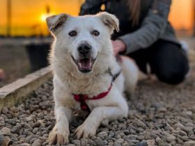 Lani sucht ein geduldiges Zuhause!