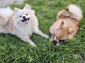 Pomeranian Pomerian Zwergspitz Bruder und Schwester Welpen suchen ein liebervolles Zuhause.