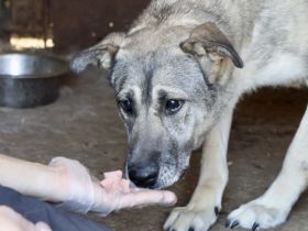 zaghafte Dana sucht ein eigenes Zuhause