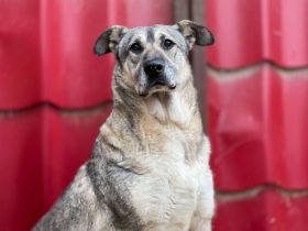 zaghafte Dana sucht ein eigenes Zuhause