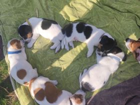 Jack Russel Welpen