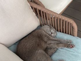 Zwei wundervolle Katzengeschwister zu verkaufen