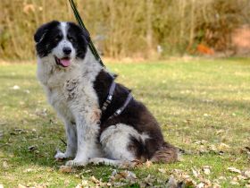 Bero wartet schon lange auf ein Zuhause