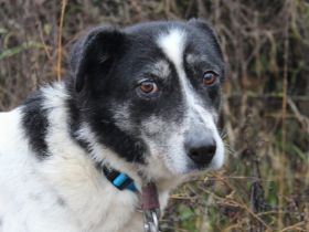 Wo sind Susus Menschen?