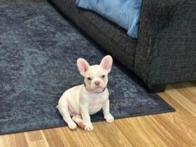 Süße französische Bulldogge