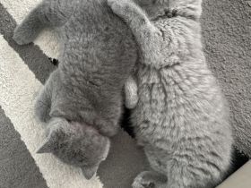 Bärchen BKH Baby Kater (7wochen alt)