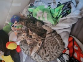 Bengal Katzen MIX. 20.02.24 Geboren