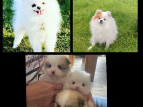 Zwergspitz/Pomeranian