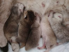 Reinrassige BKH Kitten verschiedenen farben