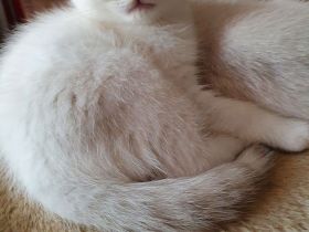 BKH Kitten 12 Wochen, seal silver Point mit blaue Augen