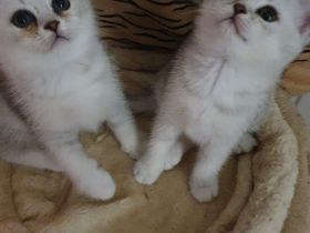 BKH Kitten, reinrassige mit blauen Augen