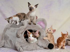 Traditionelle Orientalen und Siamesen / Thaikatzen Kitten