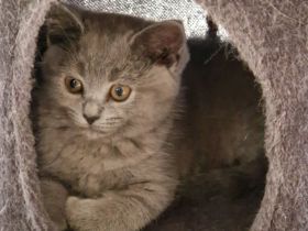 BKH - Siam Mix Kitten