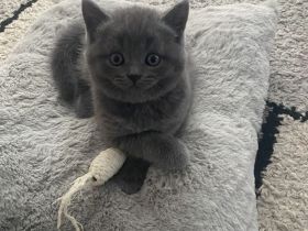 Reinrassige BKH Kitten suchen neues Zuhause