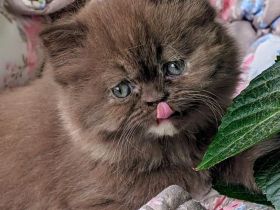 Wunderschöne reinrassige BKH  BLH Kitten mit Stammbaum zum reservieren