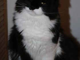 Zwei Maine Coon Mischlingskater suchen ein liebevolles Zuhause