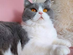 Cattery of BRInfinity