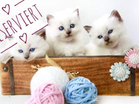 Noch ein süßes Heilige Birma Kitten abzugeben (reinrassig)