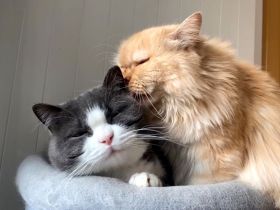 2 liebe Katzen suchen 5* Zuhause