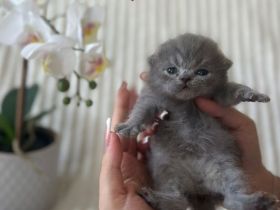 Reinrassige Britisch Kurzhaar Kätzchen in Lilac & Blue