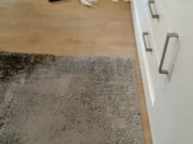 2 süsse Katzen suchen neues Zuhause