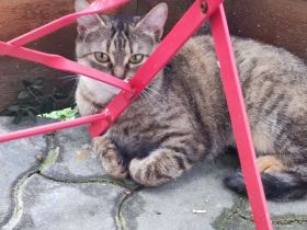 Katzengeschwister Merle und Frieda suchen ein neues Zuhause