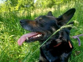 Kleiner Schäferhund-Mix Wayra sucht sein Zuhause!