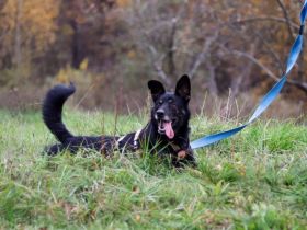 Kleiner Schäferhund-Mix Wayra sucht sein Zuhause!