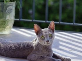 Katzenbetreuung benötigt