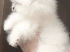 Exclusive Zwergspitz Weibchen+Rüde /Reinrassig /Starblutlinien international