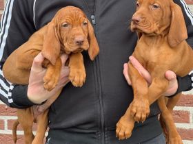 Magyar Vizsla Welpen mit FCI Ahnetafel