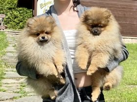 Pomeranian Zwergspitz