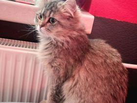 Britische Langhaar Katze