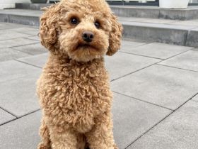 Deckrüde Toypudel fawn