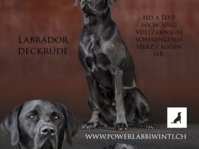 Reinrassiger Labrador Deckrüde mit Ahnentafel Arbeitslinie