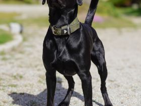 Reinrassiger Labrador Deckrüde mit Ahnentafel Arbeitslinie