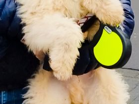 Doodle, Bordoodle Welpen,  wunderschöne Welpen, nicht haarend! Allergiker geeignet! Wunderschön!