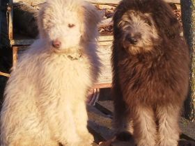 Doodle, Bordoodle Welpen, wunderschöne Welpen, nicht haarend! Allergiker geeignet! Wunderschön!