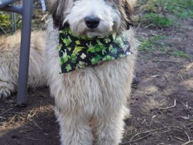 Doodle, Bordoodle Welpen, wunderschöne Welpen, nicht haarend! Allergiker geeignet! Wunderschön!