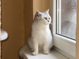 SRS cinnamon Silver tabby point