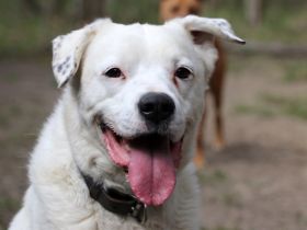 Eddy, Labrador-Dalmatiner-Mix, geb. 2018, su. hundeerfahrene, Menschen, gern als Zweithund