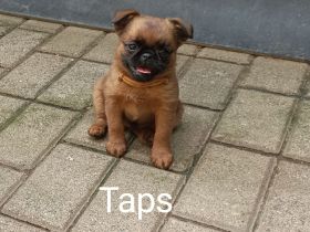 Zwerggriffon-Welpen-Rüden Brabanter kurz Haar ( Petit  Brabancon )