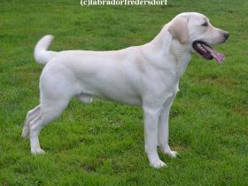 2 wunderschöne Labrador Rüden suchen nette Mädels